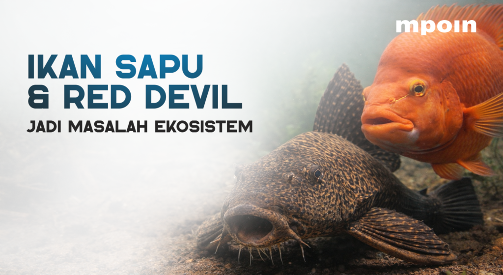 Fenomena Ikan Sapu-Sapu dan Red Devil yang Mengkhawatirkan - MPOIN