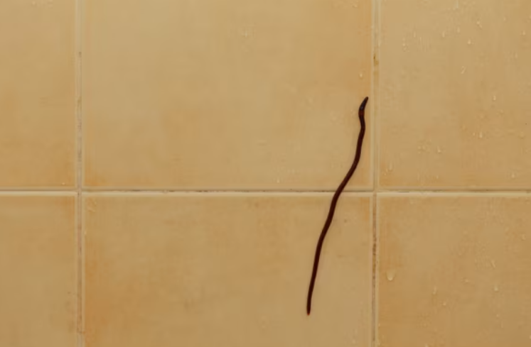 Jangan Sepelekan Cacing di Nat Keramik Kamar Mandi - MPOIN