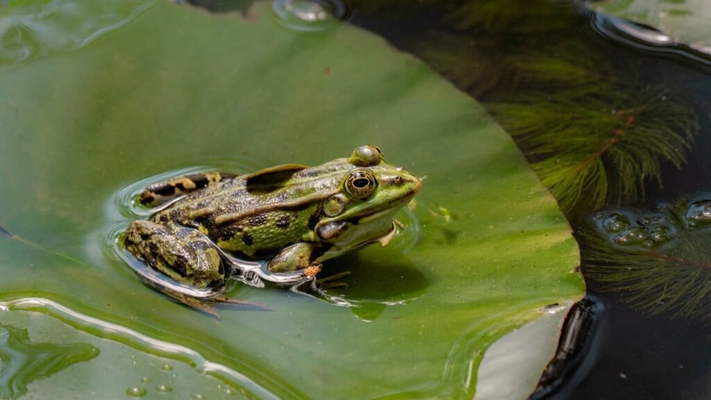 Amfibi (Katak dan Salamander)