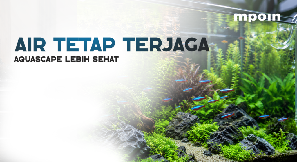 Kenapa Kualitas Air Penting untuk Aquascape? Ini Alasannya