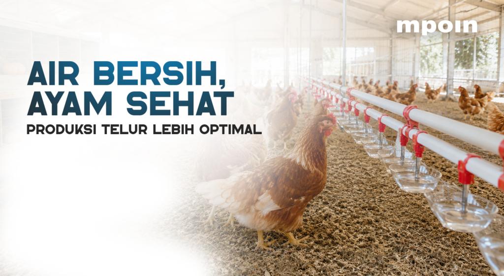 Mengapa Kualitas Air Penting untuk Kesehatan Ayam Petelur?
