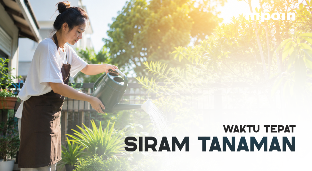 Jangan Asal Siram! Begini Waktu Tepat Menyiram Tanaman saat Cuaca Panas