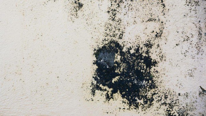 black mold