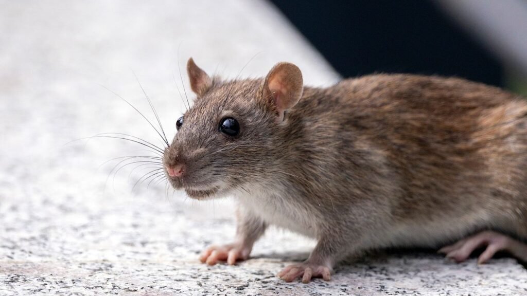 tikus di rumah