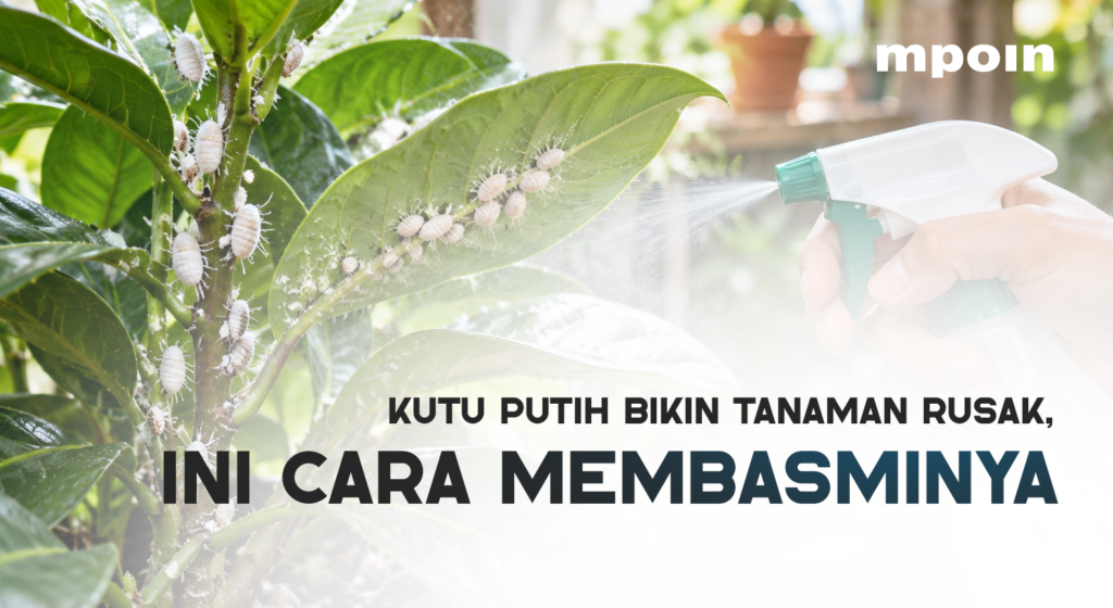 ARTIKEL.ID - Basmi Kutu Putih Ditanaman